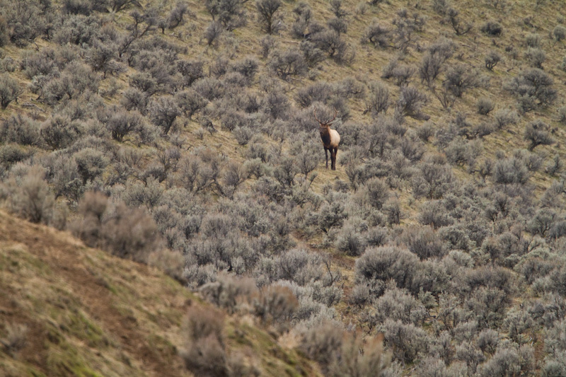 Elk In Sage